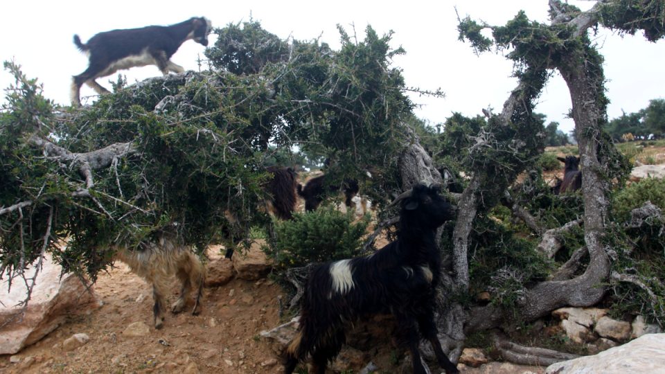 Kozy pasoucí se na stromech jsou v Maroku na denním pořádku