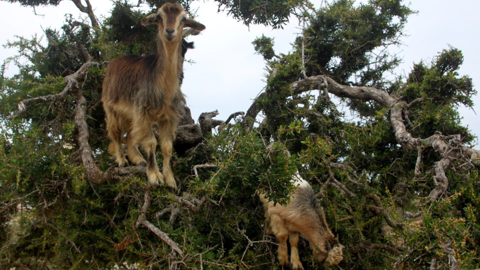 Bez koz pasoucích se ve větvích by argánie trnitá dnes už asi neexistovala