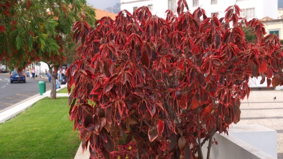 Acalypha je středně velký keřík, který se u nás dá občas koupit v květinových obchodech. Madeirské klima této rostlině velmi svědčí a proto se ve veřejné zeleni objevuje poměrně často.