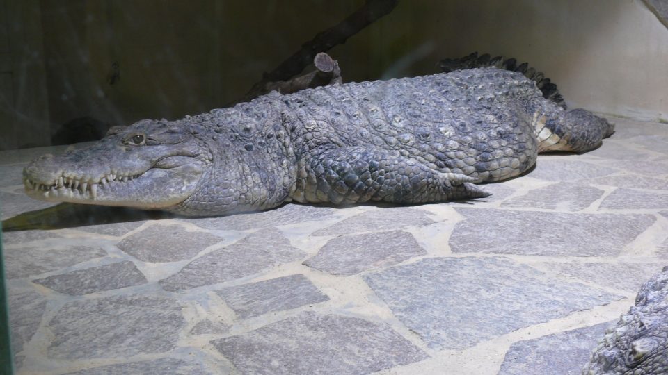 Krokodýl II
