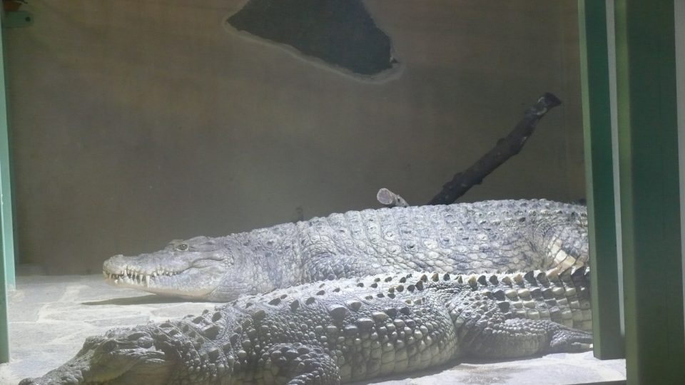 Pár krokodýlů bahenních