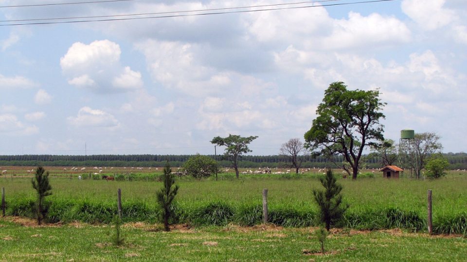 Českou vegetaci paní Růženě v Brazílii připomínají aspoň borovice