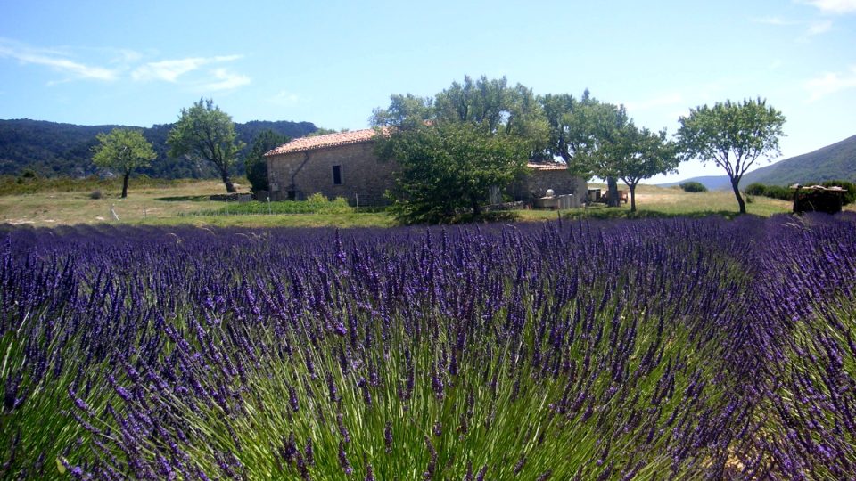 Zahrada a bylinky k Provence neodmyslitelně patří