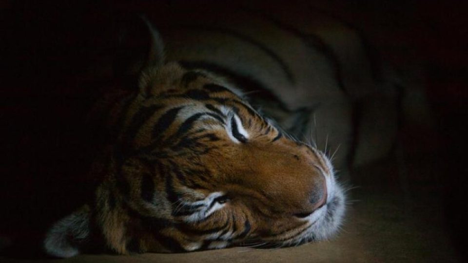 Zdaleka ne všechna zvířata v zoo v noci odpočívají