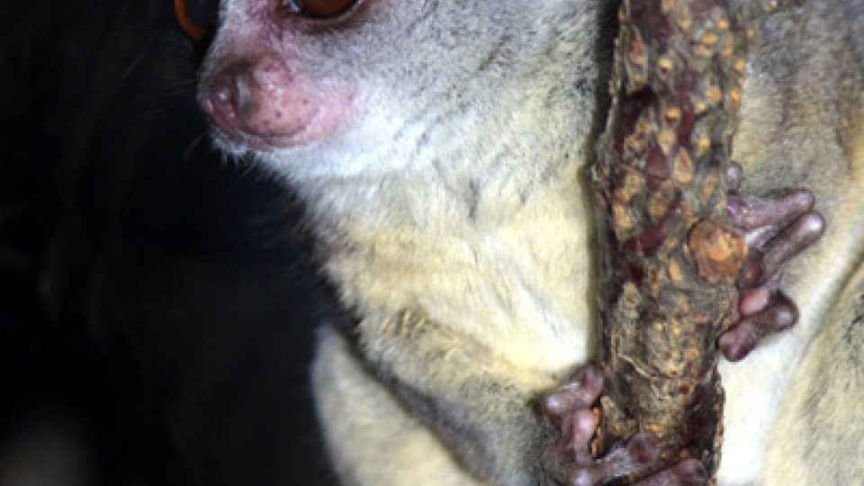 Oči svítí v noci nejen antilopám, ale třeba také lemurům