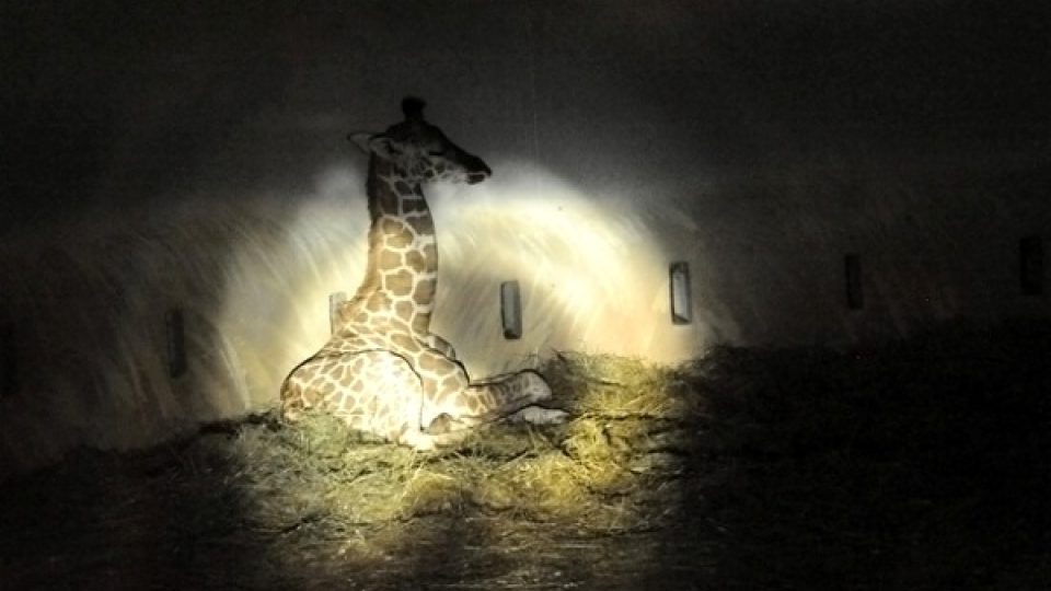 Tuhle žirafu asi návštěvníci právě vyrušili ze spánku
