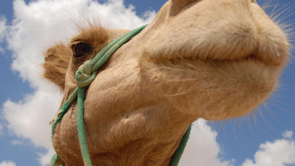 Ani terénní auta se v poušti nevyrovnají majestátným velbloudům