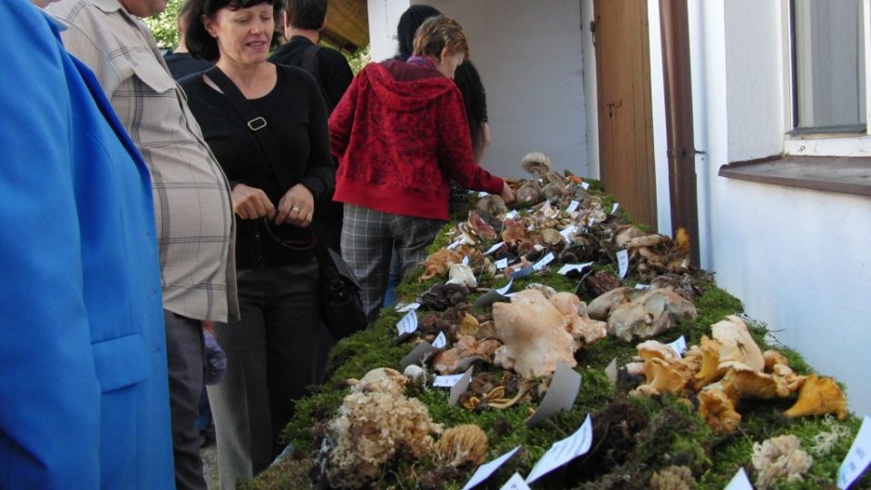 Výstava hub v Louňovicích