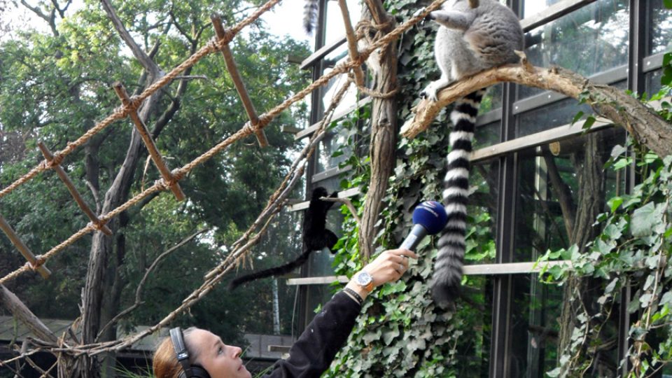 Moderátorka s mikrofonem loví zvuk lemurů v pražské zoo