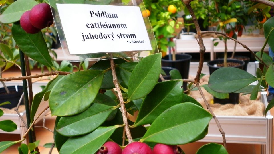 Popis exponátu výstavy citrusů v brněnské botanické zahradě