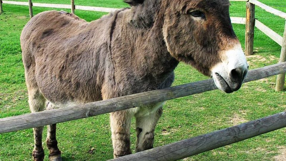 Osel Romeo není tím nejexotičtějším zvířetem v Estourmelu, ale vítá vás s o to větší radostí