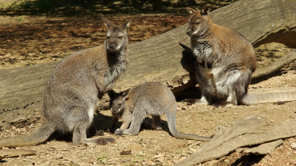 Klokany rudokrké uvidí návštěvníci zoo venku i v zimě