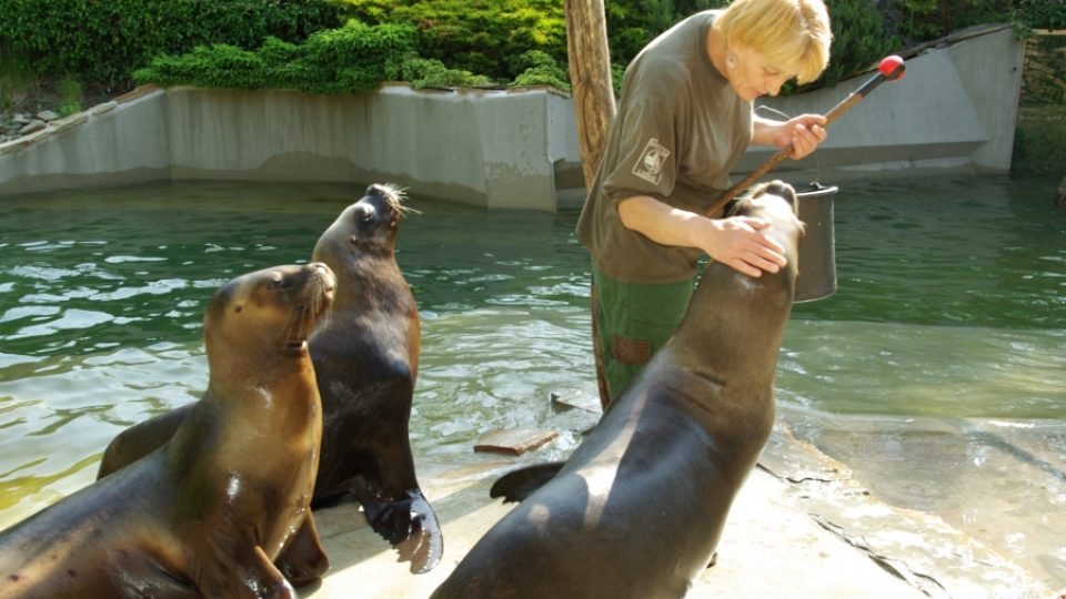 Lachtani ve zlínské zoo