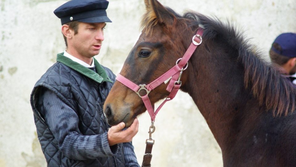 Obchod s koňmi v poslední době vázne kvůli ekonomické krizi
