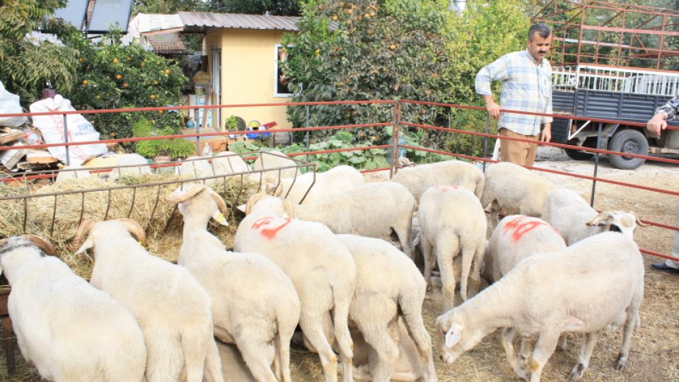 Ohrady s kozami a ovcemi stojí na každém rohu