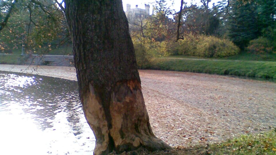 Bobry zničený strom v parku u lednického zámku