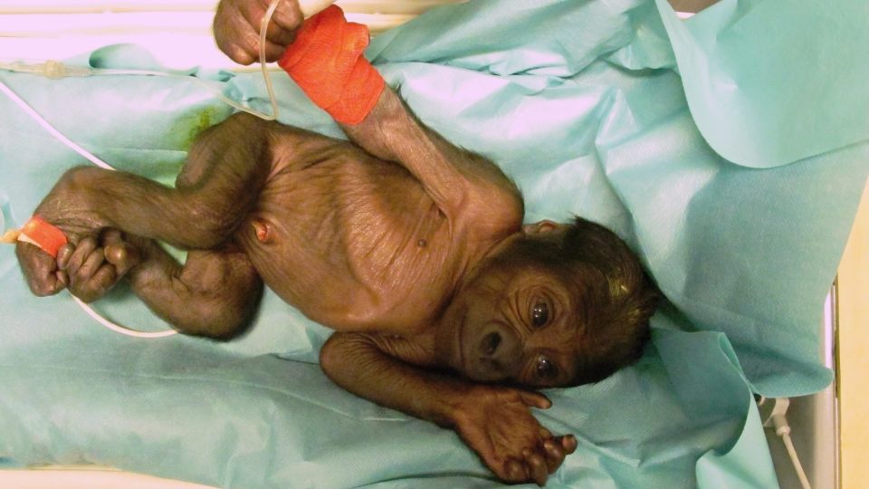 Mládě gorily 24 hodin po narození