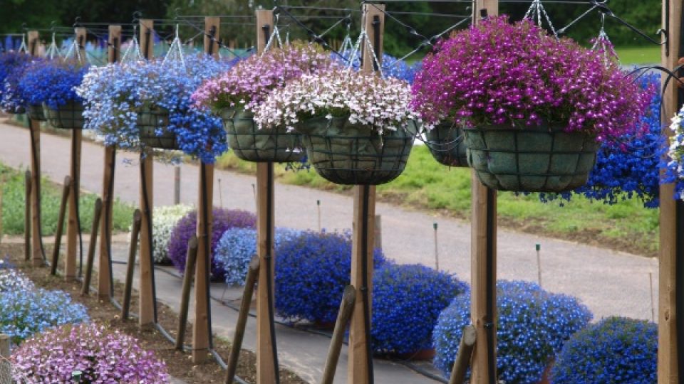 Zahrada Wisley - sbírka lobelek