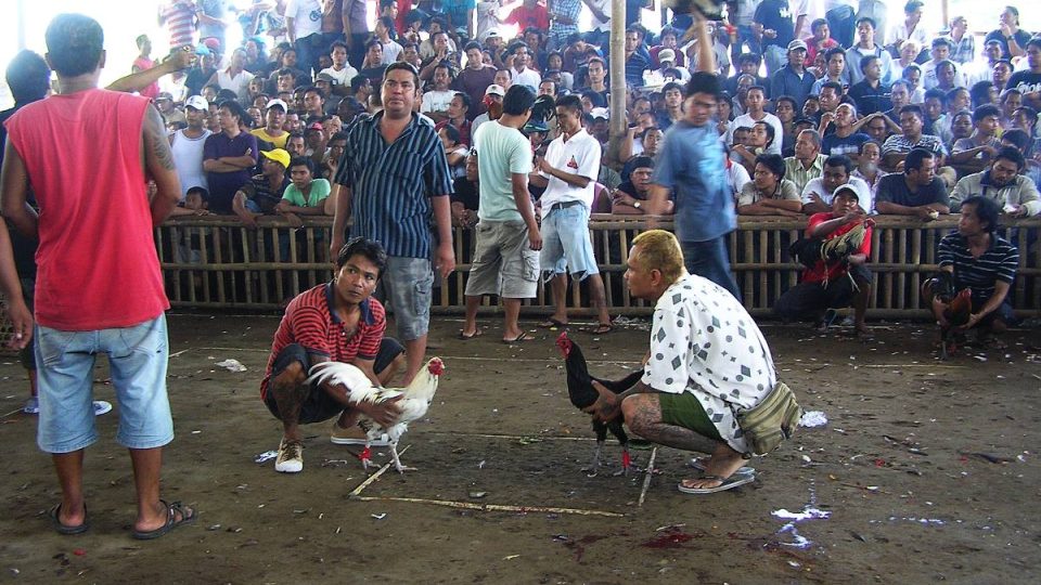 Kohoutí zápasy jsou v Indonésii ilegální