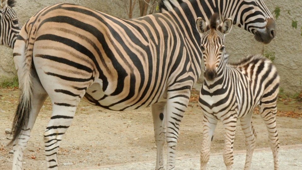 Zebří mládě v Zoo Olomouc se narodilo 15. listopadu