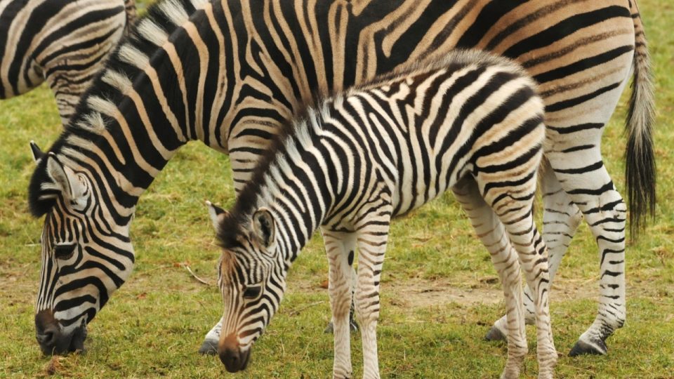 Zebří mládě v Zoo Olomouc se narodilo 15. listopadu