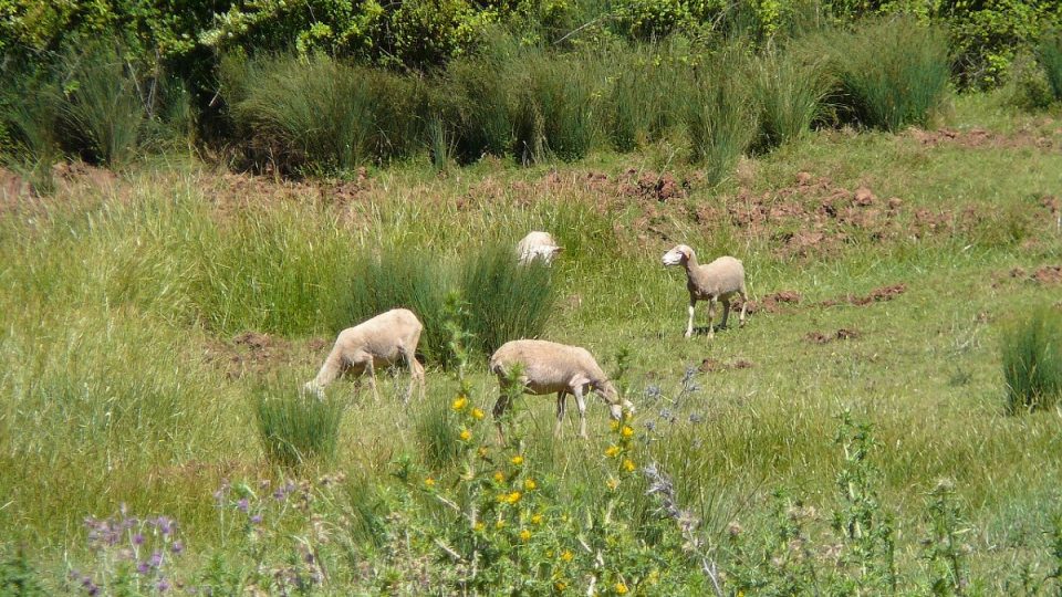 Specifckou chuť má sýr i díky typické vegetaci na zdejších pastvinách