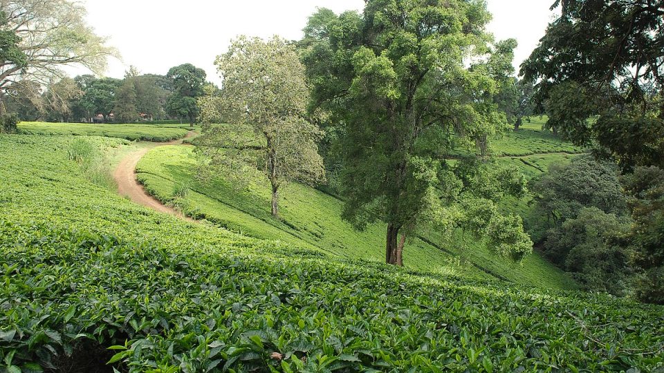 Cesta na farmu vede samozřejmě přes řadu čajových plantáží