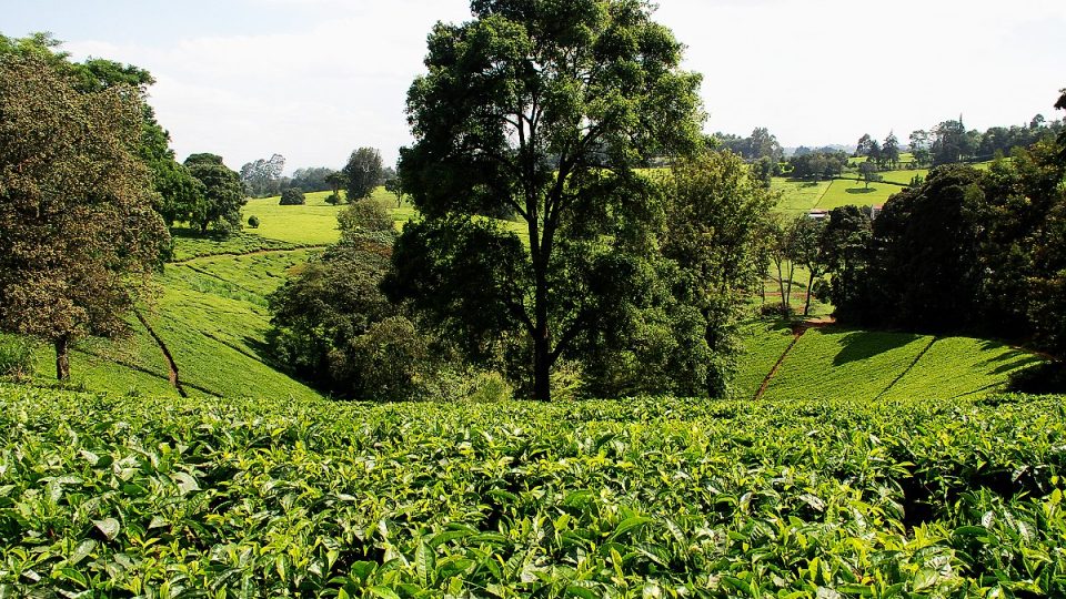 Čajové plantáže se rozprostírají od Limuru po Ruwaku