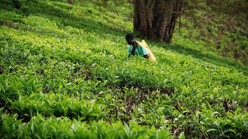 Kombajny? Česací stroje? Kdepak, na plantáži Kiambethu se čajové lístky češou ručně