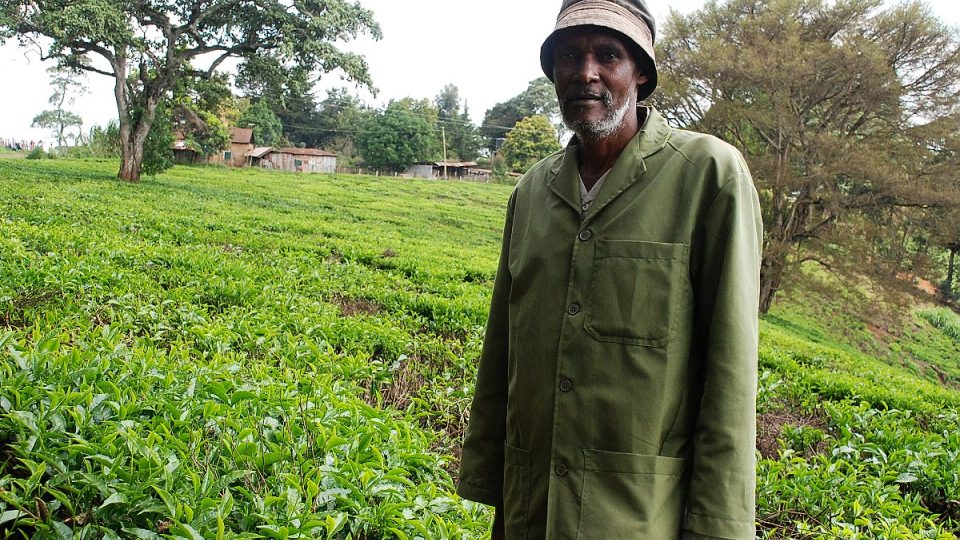 Iregi prožil na čajové plantáži celý život