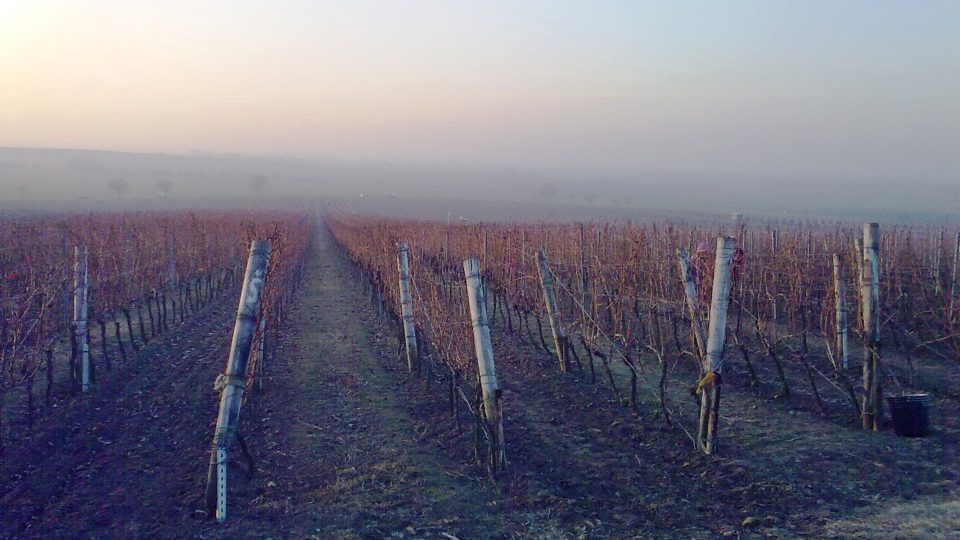 Velkopavlovické vinohrady jsou zdánlivě bez konce
