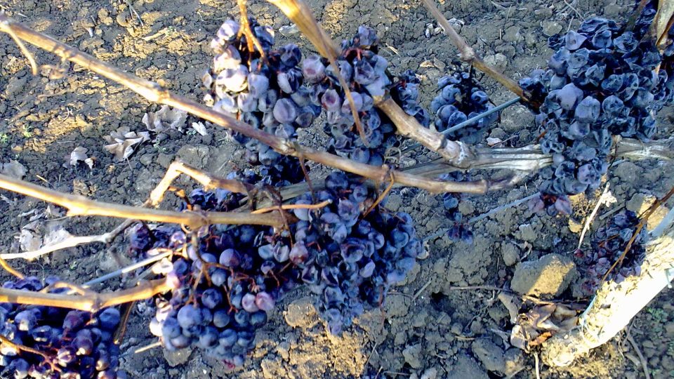 Hrozny, ze kterých vznikne specialita v podobě ledového vína