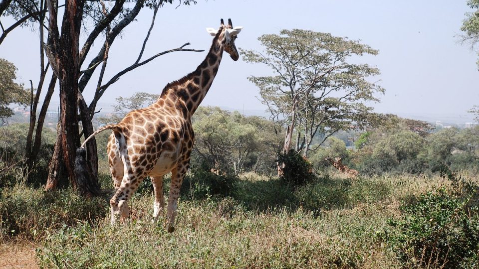 Národní park Nairobi se rozkládá na okraji keňské metropole