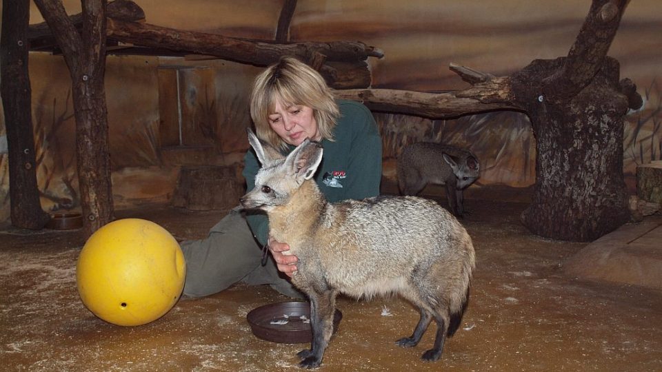 Poslední snímky mláďat psů před odjezdem ze ZOO, jejich krmení ošetřovatelkou Jaroslavou Hofmanovou