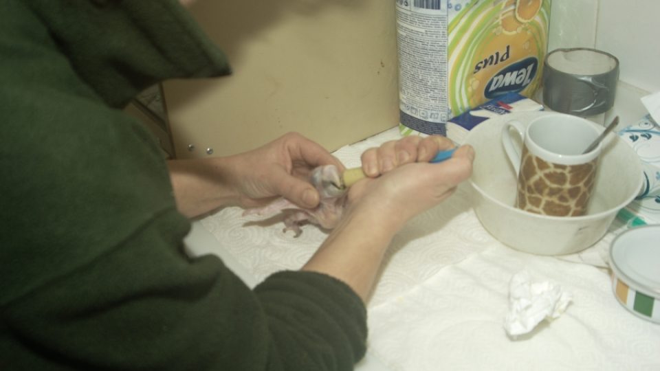 Malého papouška krmí ošetřovatelky šestkrát denně