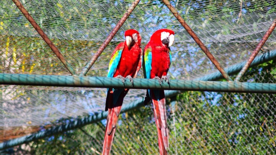 Dospělý párek papoušků ara ve zlínské zoo