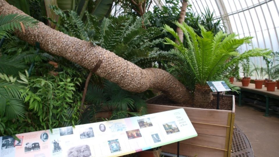 Palmový skleník botanické zahrady v Londýně