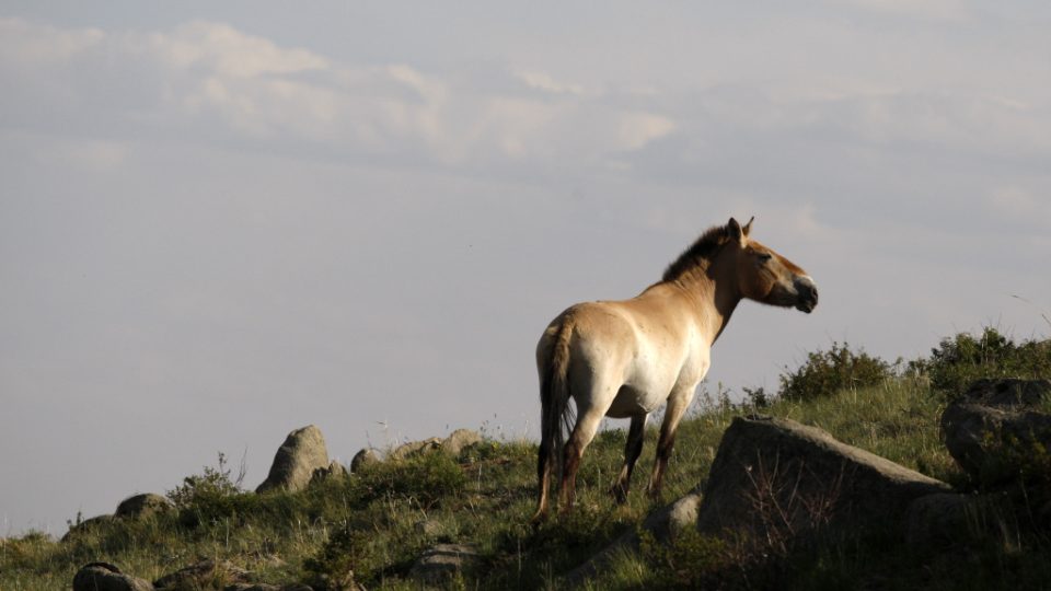 Kůň Převalského v mongolské stepi