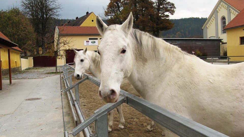 Lipicáni jsou světoznámým symbolem Rakouska