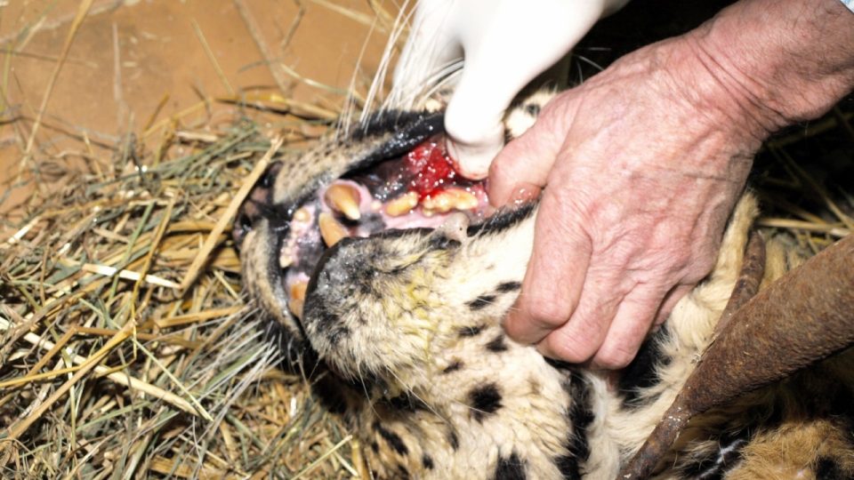 Ošetření levharta mandžuského kvůli ráně v levé dásni