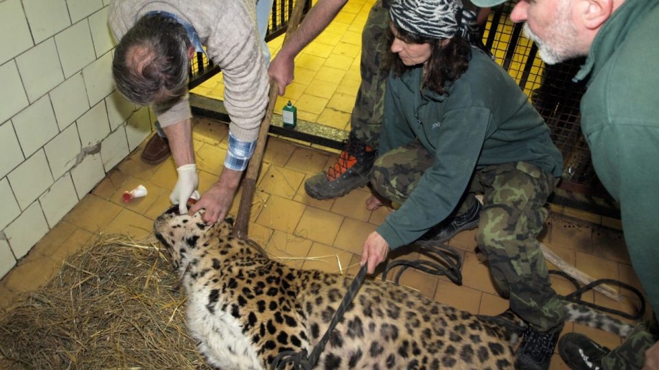 Ošetření levharta mandžuského kvůli ráně v levé dásni