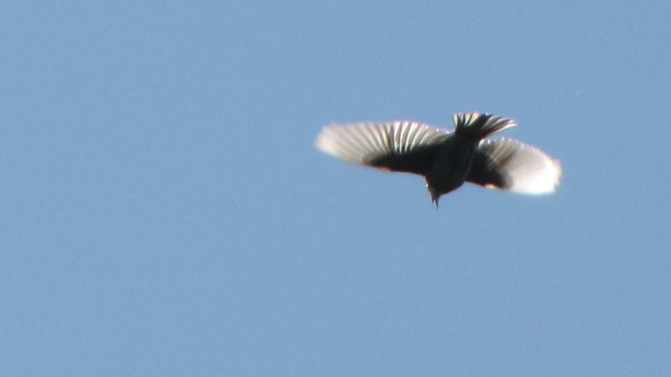 Sameček lindušky, zpívající v letu