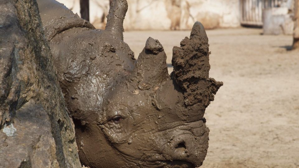 Nosorožec dvourohý si po dlouhé zimě nadšeně užívá blátivé koupele