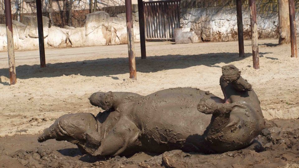Nosorožec dvourohý si po dlouhé zimě nadšeně užívá blátivé koupele