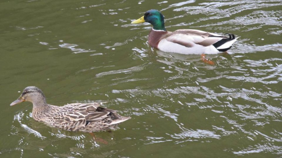 Na odemknutí Sázavy se připluly podívat i kachny