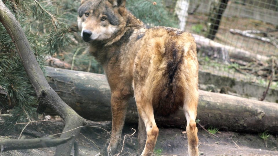 Transport vlčích samic do Zoo děčín