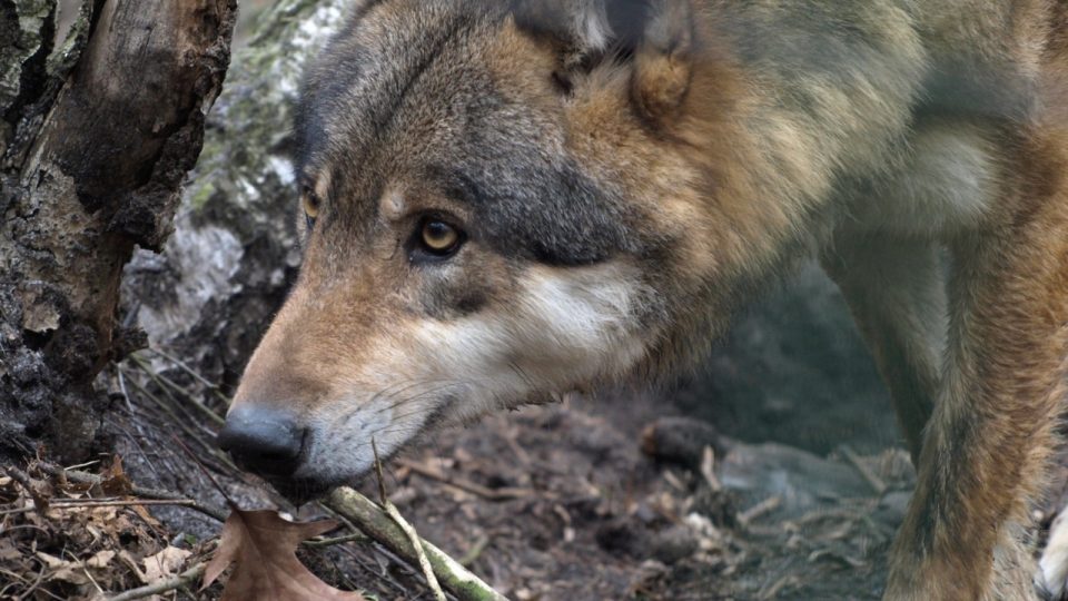 Transport vlčích samic do Zoo děčín