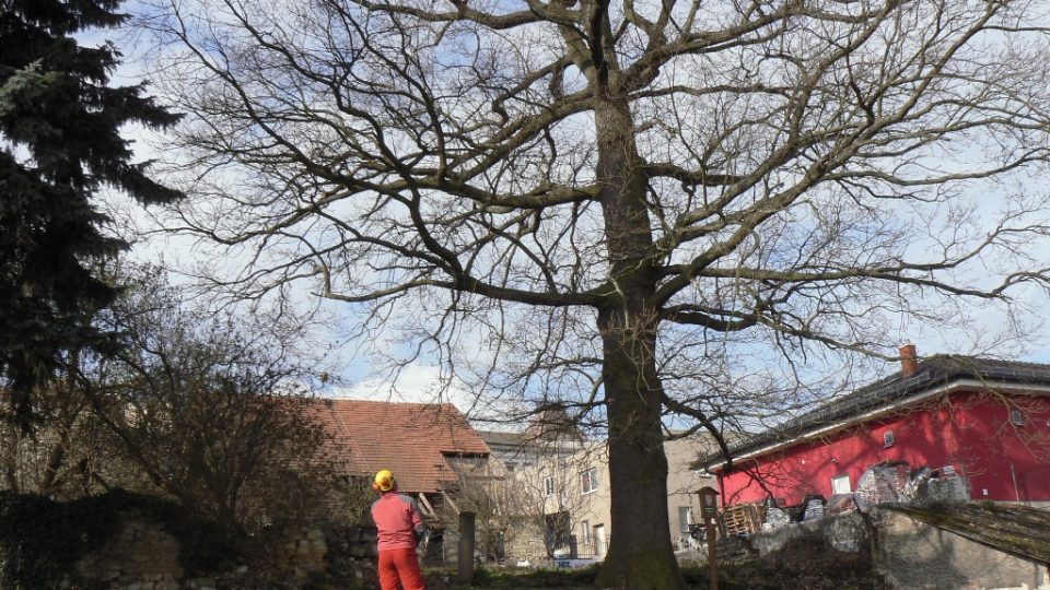 Arborista připravuje ošetření stromu