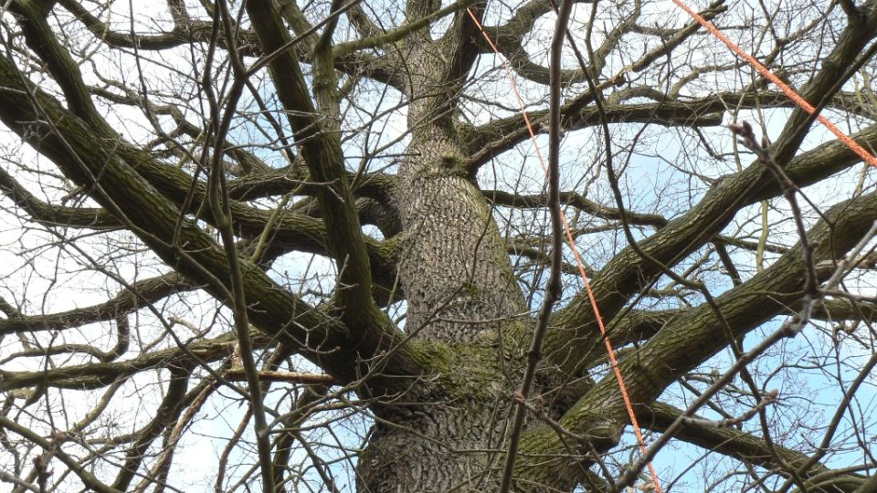 Lano arboristy už je v koruně