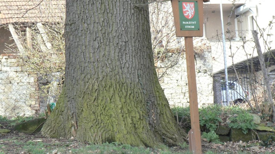 Strom může být starý až 300 let